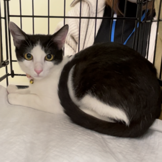 なれなれ可愛い❤️白黒ハチワレ男の子ペポ