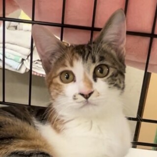 募集停止　美猫☆三毛縞女子りん