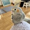 初めてうちに来た日のおすまし