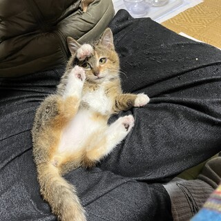 生後約３ヶ月◎ちょこんと靴下がかわいい◎三毛ちゃん
