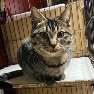 ちゃうはおりこうさんで好き嫌いなく食べるよ