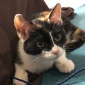 人馴れ抜群のベリーキュートなミケ子猫のかの！