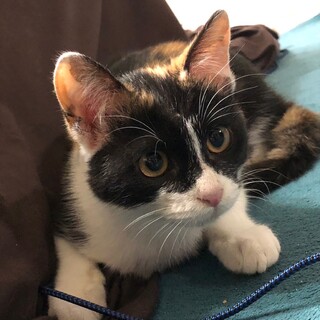 人馴れ抜群のベリーキュートなミケ子猫のかの！