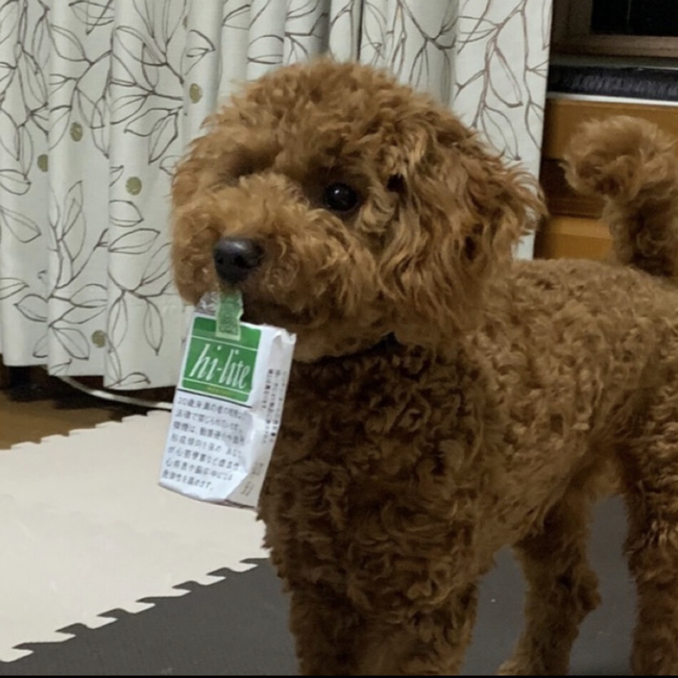 むぎのカバー写真