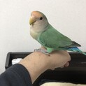 コザクラインコ　シーグリーン (7ヶ月) 里親募集