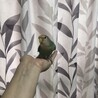 コザクラインコ　シーグリーン (7ヶ月) 里親募集 サムネイル2