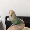 コザクラインコ　シーグリーン (7ヶ月) 里親募集 サムネイル3