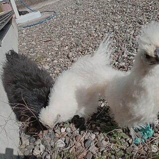 純粋 烏骨鶏  ２匹   ♂