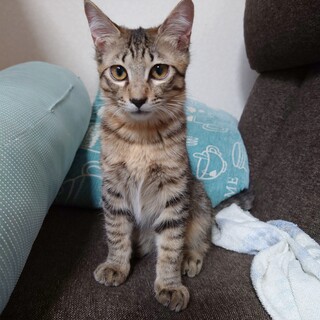 やんちゃなキジトラ！ タムくん！！