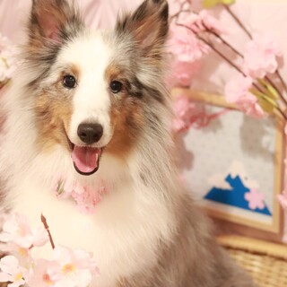 人懐っこい優しい女の子です