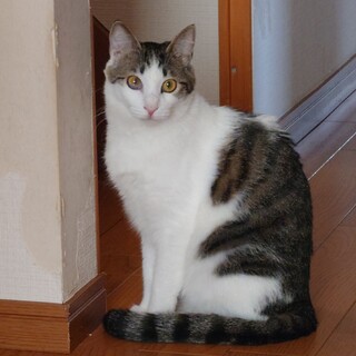 ツンデレ美猫さん！あかねちゃん