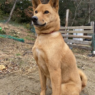 元気な食いしん坊パル君