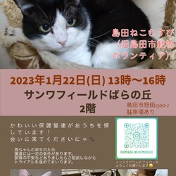 ネコの譲渡会IN島田