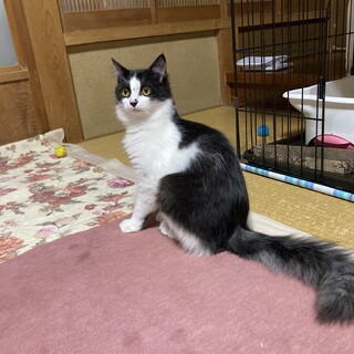 小さくて可愛い半長毛の　すもも❣️