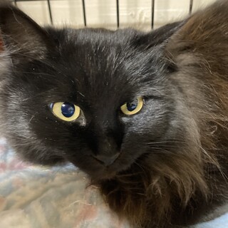 長毛の黒猫　アン❣️