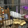 セキセイインコの里親を募集しています。 サムネイル2