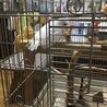 セキセイインコの里親を募集しています。 サムネイル3