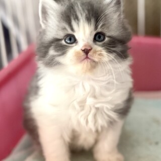 C22-1142 　スコ赤ちゃん猫♪