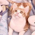 人も猫も大好き！個性的なお顔のこわっぱ君