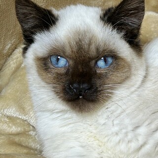 人懐こいシャムMIX！おこげ