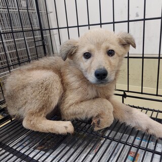 兄妹2頭で保護されました