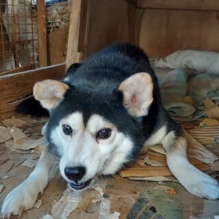 飼い主さん寝たきりになりお世話ができない状況の4頭