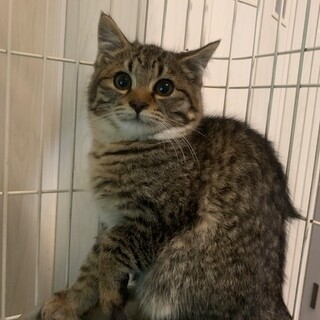 もふもふコロッコロのキジトラハンプティ