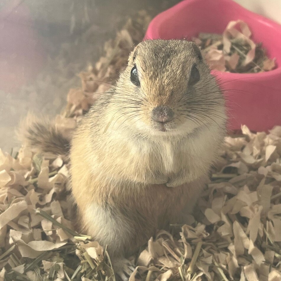 おいなり専務のカバー写真