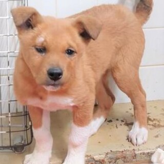 4-3-480◆可愛い子犬◆家族に迎えませんか？