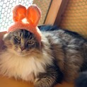 サイベリアン· べんちゃん