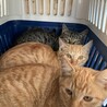 仲良し4兄弟♪ サムネイル2