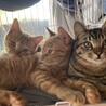 仲良し4兄弟♪ サムネイル3