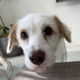 奄美大島から来た　ピーター