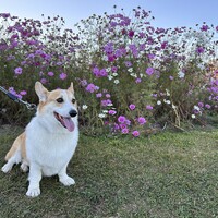 ナッツ