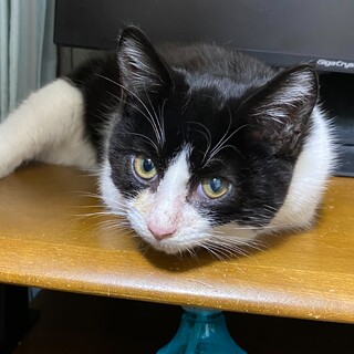 可哀想な可愛いハチワレの男の子