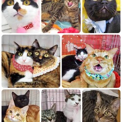 ねこざんまい譲渡会@東日本橋 サムネイル2