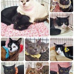 ねこざんまい譲渡会@東日本橋 サムネイル3