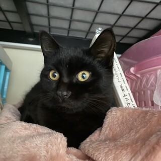 可哀想な可愛い黒猫の女の子