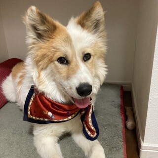 美しい毛並みの可愛い男の子★オスカーくん