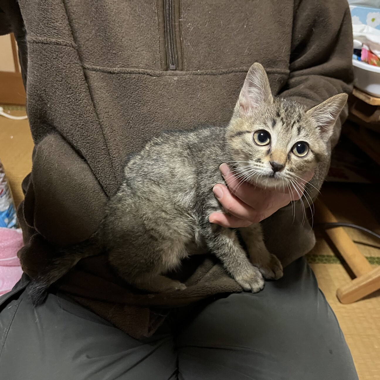 生後約２ヶ月 やんちゃ盛 香川県 猫の里親募集 ペットのおうち 月間利用者150万人