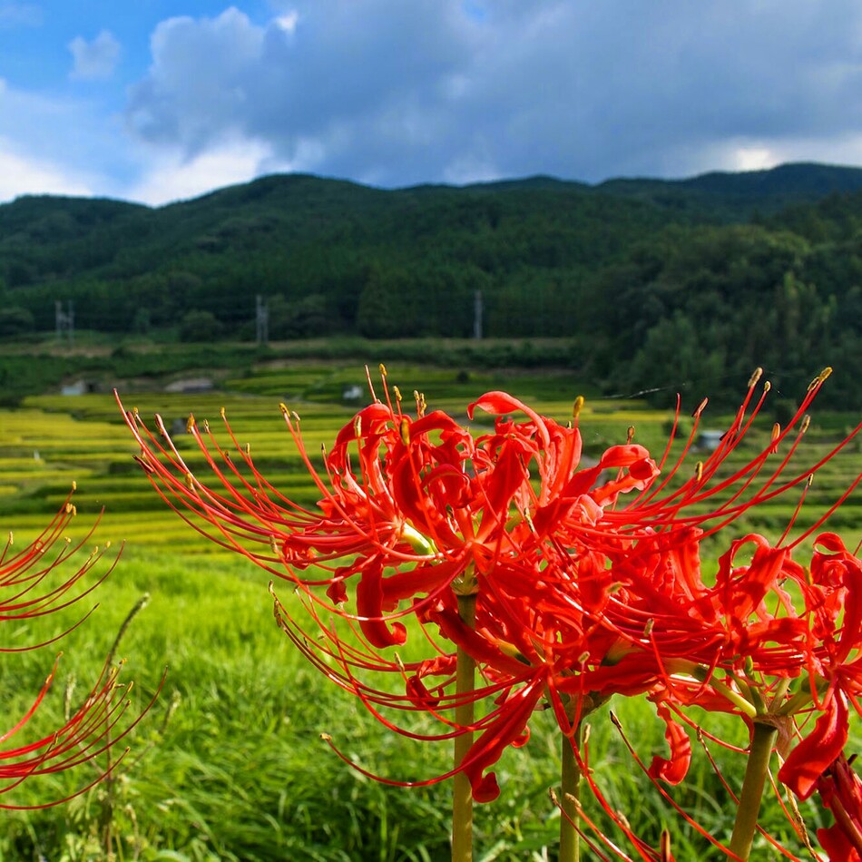 嵐砂（ランサー）のカバー写真