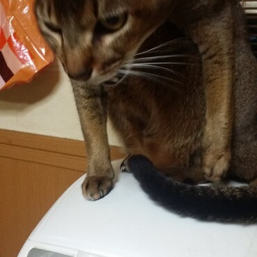 炊飯器警備隊のランサー