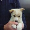元気な2カ月子犬達（雑種）の家族募集！！ サムネイル2
