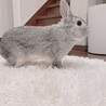 にこラビ