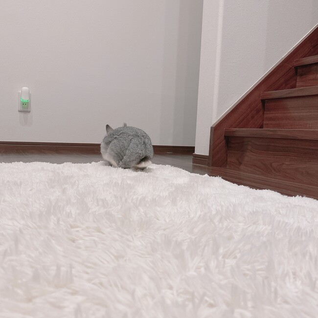 にこラビのカバー写真
