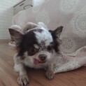 八歳の可愛らしいチワワ繁殖引退犬です　