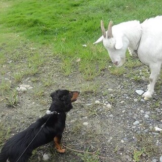 カニンヘンダックス