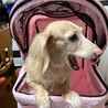 可愛いピンクのバギーを買ったよ〜♡     