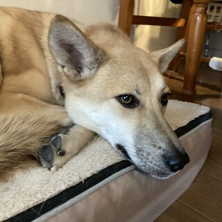 「ななこ」女の子