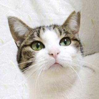 1/22　譲渡会参加予定☆かずのこちゃん